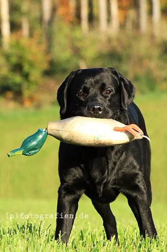 Heidelberg Hills Labradors